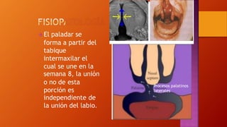  El paladar se
forma a partir del
tabique
intermaxilar el
cual se une en la
semana
o no de
porción
8, la
esta
es
unión
Procesos palatinos
laterales
independiente de
la unión del labio.
 