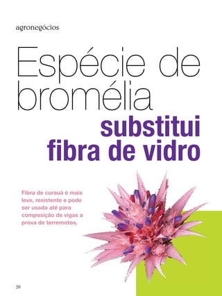 Ecolbrasil 05