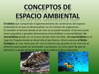 El hábitat que comprende el aglomeramiento de condiciones del espacio
ambiental en el que se desenvuelven un sin número de organismos.
Es también el terreno donde al ser vivo se le puede localizar. El terreno pude
tener pequeñas o grandes dimensiones (microhábitat o macrohábitat). Un
microhábitat puede ser un tronco donde viven termitas. Un macrohábitat es el
Lago de Chapala donde se desarrolla el pez blanco. Ahora veamos el Nicho
Ecológico, el cual, tiene que ver con la relación que guarda un ser vivo con el
alimento pues puede ser proveedor o productor. Es como decir de qué se
alimenta y a quién alimenta dentro de la cadena trófica (alimento).
 