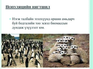 ПОПУЛЯЦИЙН НЯГТШИЛ
 Нэгж талбайн эзэлхүүнд оршин амьдарч
буй бодгалийн тоо эсвэл биомассын
дундаж үзүүлэлт юм.
 