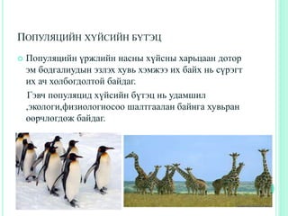 ПОПУЛЯЦИЙН ХҮЙСИЙН БҮТЭЦ
 Популяцийн үржлийн насны хүйсны харьцаан дотор
эм бодгалиудын эзлэх хувь хэмжээ их байх нь сүрэгт
их ач холбогдолтой байдаг.
Гэвч популяцид хүйсийн бүтэц нь удамшил
,экологи,физиологиосоо шалтгаалан байнга хувьран
өөрчлөгдөж байдаг.
 