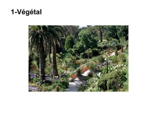 1-Végétal
 