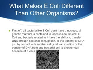 E coli | PPTX