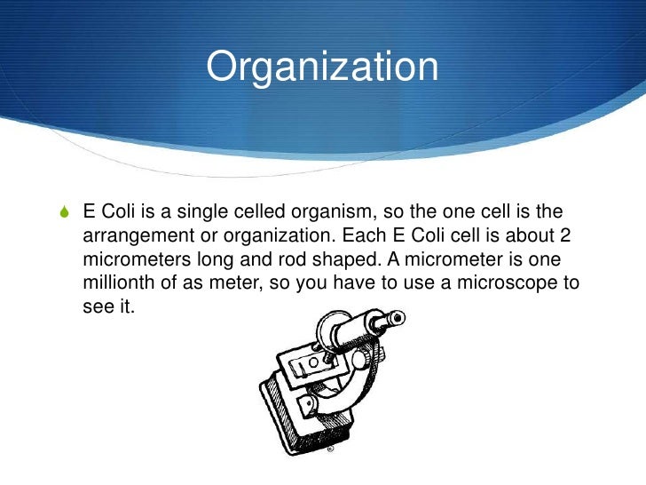 E Coli E Coli