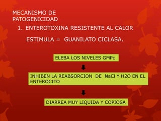 MECANISMO DE
PATOGENICIDAD
1. ENTEROTOXINA RESISTENTE AL CALOR
ELEBA LOS NIVELES GMPc
INHIBEN LA REABSORCION DE NaCl Y H2O EN EL
ENTEROCITO
DIARREA MUY LIQUIDA Y COPIOSA
ESTIMULA = GUANILATO CICLASA.
 