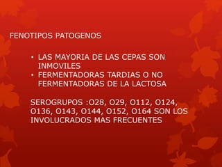• LAS MAYORIA DE LAS CEPAS SON
INMOVILES
• FERMENTADORAS TARDIAS O NO
FERMENTADORAS DE LA LACTOSA
FENOTIPOS PATOGENOS
SEROGRUPOS :O28, O29, O112, O124,
O136, O143, O144, O152, O164 SON LOS
INVOLUCRADOS MAS FRECUENTES
 