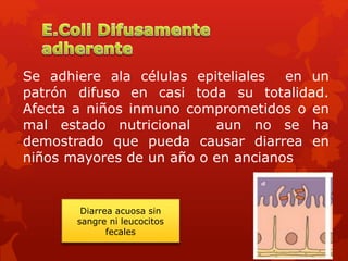 Se adhiere ala células epiteliales en un
patrón difuso en casi toda su totalidad.
Afecta a niños inmuno comprometidos o en
mal estado nutricional aun no se ha
demostrado que pueda causar diarrea en
niños mayores de un año o en ancianos
Diarrea acuosa sin
sangre ni leucocitos
fecales
 