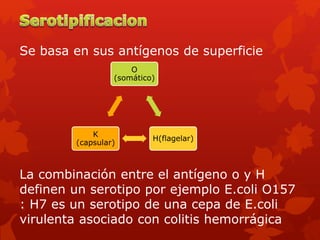 Se basa en sus antígenos de superficie
La combinación entre el antígeno o y H
definen un serotipo por ejemplo E.coli O157
: H7 es un serotipo de una cepa de E.coli
virulenta asociado con colitis hemorrágica
O
(somático)
H(flagelar)
K
(capsular)
 