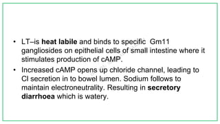 • LT–is heat labile and binds to specific Gm11
gangliosides on epithelial cells of small intestine where it
stimulates production of cAMP.
• Increased cAMP opens up chloride channel, leading to
Cl secretion in to bowel lumen. Sodium follows to
maintain electroneutrality. Resulting in secretory
diarrhoea which is watery.
 