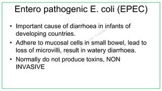 Entero pathogenic E. coli (EPEC)
• Important cause of diarrhoea in infants of
developing countries.
• Adhere to mucosal cells in small bowel, lead to
loss of microvilli, result in watery diarrhoea.
• Normally do not produce toxins, NON
INVASIVE
 