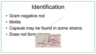 Identification
• Gram negative rod
• Motile
• Capsule may be found in some strains
• Does not form spores
 