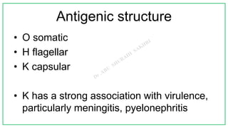 Antigenic structure
• O somatic
• H flagellar
• K capsular
• K has a strong association with virulence,
particularly meningitis, pyelonephritis
 