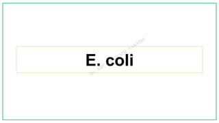 E. coli
 