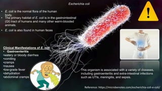 • E. coli is the normal flora of the human
body.
• The primary habitat of E. coli is in the gastrointestinal
(GI) tract of humans and many other warm-blooded
animals.
• E. coli is also found in human feces
This organism is associated with a variety of diseases,
including gastroenteritis and extra-intestinal infections
such as UTIs, meningitis, and sepsis.
Clinical Manifestations of E. coli
• Gastroenteritis
•watery or bloody diarrhea
•vomiting
•cramps
•nausea
•low-grade fever
•dehydration
•abdominal cramps
Escherichia coli
Reference: https://microbenotes.com/escherichia-coli-e-coli/
 