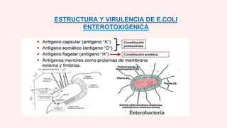 ESTRUCTURA Y VIRULENCIA DE E.COLI
ENTEROTOXIGENICA
 