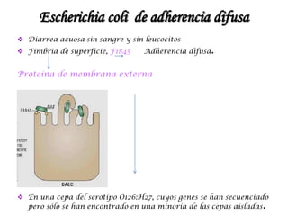 Escherichia coli de adherencia difusa
 Diarrea acuosa sin sangre y sin leucocitos
 Fimbria de superficie, F1845 Adherencia difusa.
Proteína de membrana externa
diarrea acuosa sin sangre y sin
leucocitos
 En una cepa del serotipo O126:H27, cuyos genes se han secuenciado
pero sólo se han encontrado en una minoría de las cepas aisladas.
 