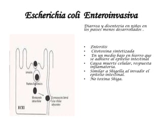 Escherichia coli Enteroinvasiva
Diarrea y disentería en niños en
los países menos desarrollados .
• Enteritis
• Citotoxina sintetizada
• En un medio bajo en hierro que
se adhiere al epitelio intestinal
• Causa muerte celular, respuesta
inflamatoria.
• Similar a Shigella al invadir el
epitelio intestinal.
• No toxina Shiga.
 
