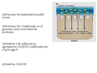 Proteína Pet (plasmid-encoded
toxin)
Proteína Pic: Codificada en el
genoma, tiene actividad de
proteasa.
Fimbria I de adherencia
agregativa (AAF/I): Codificada por
el gen aggA
Fimbria AAF/II:
 