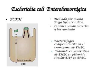 Escherichia coli Enterohemorrágica
• ECEH • Mediada por toxina
Shiga tipo stx-1 stx-2
• Lesiones unión estrecha
y borramiento
 Bacteriófagos
codificantes-Stx en el
cromosoma de EHEC.
 Plásmido característico
de EHEC en plásmido
similar EAF en EPEC.
 