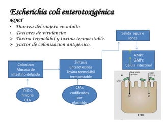 Escherichia coli enterotoxigénica
ECET
• Diarrea del viajero en adulto
• Factores de virulencia:
 Toxina termolábil y toxina termoestable.
 Factor de colonizacion antigénico.
Colonizan
Mucosa de
intestino delgado
Síntesis
Enterotoxinas
Toxina termolábil
termoestable
Salida agua e
iones
AMPc
GMPc
Célula intestinal
Pilis o
fimbria
CFA
CFAs
codificados
por
plasmido
 