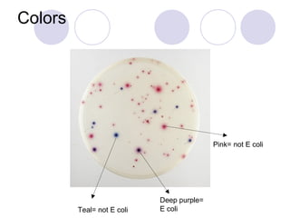 Colors




                                           Pink= not E coli




                            Deep purple=
         Teal= not E coli   E coli
 