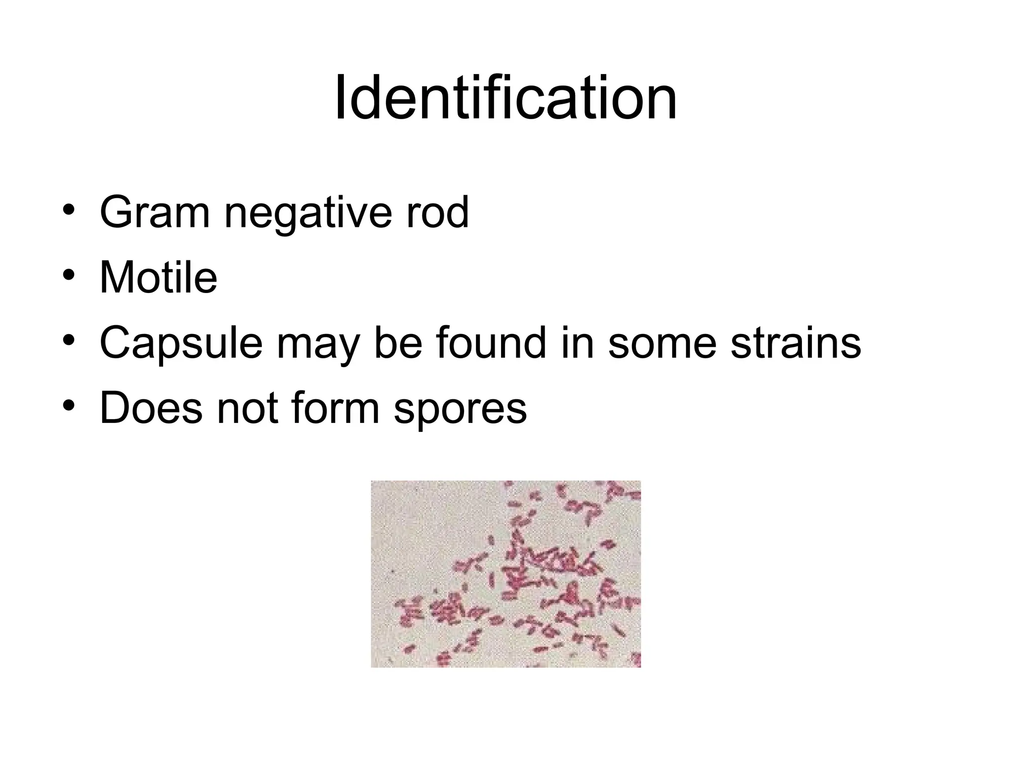 Identification
• Gram negative rod
• Motile
• Capsule may be found in some strains
• Does not form spores
 