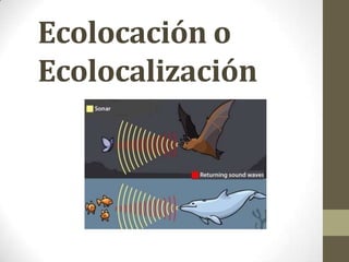 Ecolocación o
Ecolocalización
 