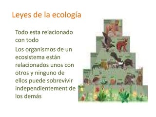 Leyes de la ecologíaTodo esta relacionado con todo    Los organismos de un ecosistema están relacionados unos con otros y ninguno de ellos puede sobrevivir independientement de los demás