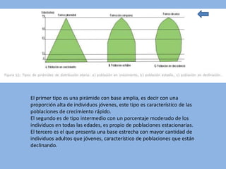 El primer tipo es una pirámide con base amplia, es decir con una
proporción alta de individuos jóvenes, este tipo es característico de las
poblaciones de crecimiento rápido.
El segundo es de tipo intermedio con un porcentaje moderado de los
individuos en todas las edades, es propio de poblaciones estacionarias.
El tercero es el que presenta una base estrecha con mayor cantidad de
individuos adultos que jóvenes, característico de poblaciones que están
declinando.
 