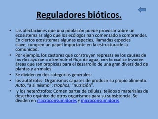 Reguladores bióticos.
• Las afectaciones que una población puede provocar sobre un
  ecosistema es algo que los ecólogos han comenzado a comprender.
  En ciertos ecosistemas algunas especies, llamadas especies
  clave, cumplen un papel importante en la estructura de la
  comunidad.
• Por ejemplo, los castores que construyen represas en los causes de
  los ríos ayudan a disminuir el flujo de agua, con lo cual se invaden
  áreas que son propicias para el desarrollo de una gran diversidad de
  plantas y animales.
• Se dividen en dos categorías generales:
• los autótrofos: Organismos capaces de producir su propio alimento.
  Auto, “a si mismo”; trophos, “nutrición”.
• y los heterótrofos: Comen partes de células, tejidos o materiales de
  desecho orgánico de otros organismos para su subsistencia. Se
  dividen en macroconsumidores y microconsumidores
 