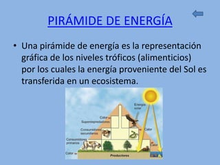 PIRÁMIDE DE ENERGÍA
• Una pirámide de energía es la representación
  gráfica de los niveles tróficos (alimenticios)
  por los cuales la energía proveniente del Sol es
  transferida en un ecosistema.
 