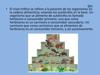 • El nivel trófico se refiere a la posición de los organismos en
  la cadena alimenticia, estando los autótrofos en la base. Un
  organismo que se alimente de autótrofos es llamado
  herbívoro o consumidor primario; uno que coma
  herbívoros es un carnívoro o consumidor secundario. Un
  carnívoro que coma carnívoros que se alimentan de
  herbívoros es un consumidor terciario, y así sucesivamente.
 