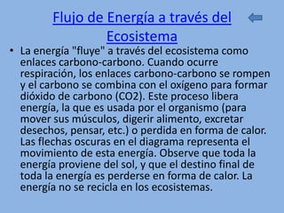Flujo de Energía a través del
                 Ecosistema
• La energía "fluye" a través del ecosistema como
  enlaces carbono-carbono. Cuando ocurre
  respiración, los enlaces carbono-carbono se rompen
  y el carbono se combina con el oxígeno para formar
  dióxido de carbono (CO2). Este proceso libera
  energía, la que es usada por el organismo (para
  mover sus músculos, digerir alimento, excretar
  desechos, pensar, etc.) o perdida en forma de calor.
  Las flechas oscuras en el diagrama representa el
  movimiento de esta energía. Observe que toda la
  energía proviene del sol, y que el destino final de
  toda la energía es perderse en forma de calor. La
  energía no se recicla en los ecosistemas.
 