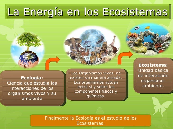 La energía de los Ecosistemas