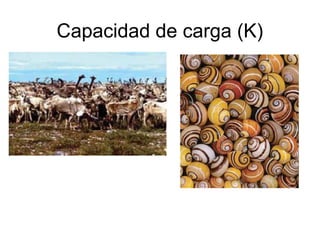 Capacidad de carga (K)
 