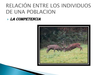    LA COMPETENCIA
 