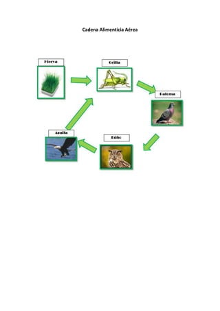 Cadena Alimenticia Aérea

 