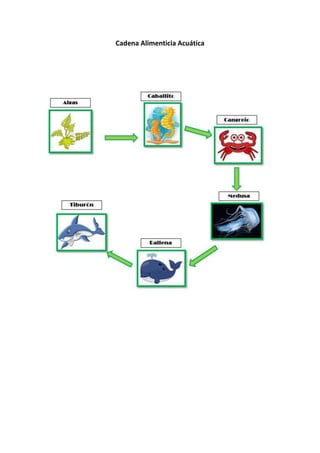 Cadena Alimenticia Acuática

 