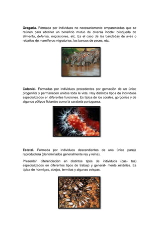 Gregaria. Formada por individuos no necesariamente emparentados que se
reúnen para obtener un beneficio mutuo de diversa índole: búsqueda de
alimento, defensa, migraciones, etc. Es el caso de las bandadas de aves o
rebaños de mamíferos migratorios, los bancos de peces, etc.

Colonial. Formadas por individuos procedentes por gemación de un único
progenitor y permanecen unidos toda la vida. Hay distintos tipos de individuos
especializados en diferentes funciones. Es típica de los corales, gorgonias y de
algunos pólipos flotantes como la carabela portuguesa.

Estatal. Formada por individuos descendientes de una única pareja
reproductora (denominados generalmente rey y reina).
Presentan diferenciación en distintos tipos de individuos (cas- tas)
especializados en diferentes tipos de trabajo y general- mente estériles. Es
típica de hormigas, abejas, termitas y algunas avispas.

 