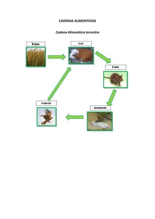 CADENAS ALIMENTICIAS
Cadena Alimenticia terrestre

 