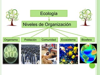 Niveles de Organización
Ecología
Organismo Población Comunidad Ecosistema Biosfera
 