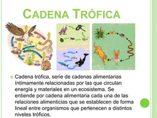 CADENA TRÓFICA
 Cadena trófica, serie de cadenas alimentarias
íntimamente relacionadas por las que circulan
energía y materiales en un ecosistema. Se
entiende por cadena alimentaria cada una de las
relaciones alimenticias que se establecen de forma
lineal entre organismos que pertenecen a distintos
niveles tróficos.
 