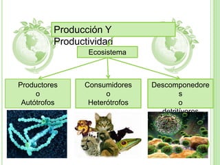 Producción Y
Productividad
Ecosistema
Productores
o
Autótrofos
Consumidores
o
Heterótrofos
Descomponedore
s
o
detritívoros
 