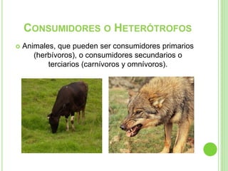 CONSUMIDORES O HETERÓTROFOS
 Animales, que pueden ser consumidores primarios
(herbívoros), o consumidores secundarios o
terciarios (carnívoros y omnívoros).
 