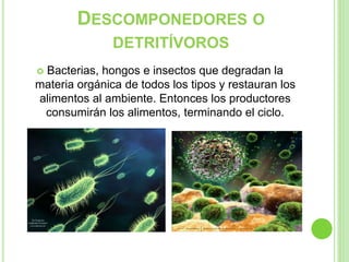 DESCOMPONEDORES O
DETRITÍVOROS
 Bacterias, hongos e insectos que degradan la
materia orgánica de todos los tipos y restauran los
alimentos al ambiente. Entonces los productores
consumirán los alimentos, terminando el ciclo.
 