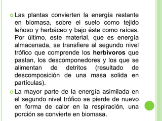  Las plantas convierten la energía restante
en biomasa, sobre el suelo como tejido
leñoso y herbáceo y bajo éste como raíces.
Por último, este material, que es energía
almacenada, se transfiere al segundo nivel
trófico que comprende los herbívoros que
pastan, los descomponedores y los que se
alimentan de detritos (resultado de
descomposición de una masa solida en
partículas).
 La mayor parte de la energía asimilada en
el segundo nivel trófico se pierde de nuevo
en forma de calor en la respiración, una
porción se convierte en biomasa.
 