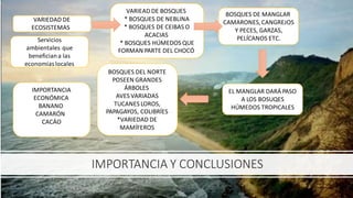 IMPORTANCIA Y CONCLUSIONES
VARIEDAD DE
ECOSISTEMAS
VARIEAD DE BOSQUES
* BOSQUES DE NEBLINA
* BOSQUES DE CEIBAS O
ACACIAS
* BOSQUES HÚMEDOS QUE
FORMAN PARTE DEL CHOCÓ
BOSQUES DE MANGLAR
CAMARONES,CANGREJOS
Y PECES, GARZAS,
PELÍCANOS ETC.
EL MANGLAR DARÁ PASO
A LOS BOSUQES
HÚMEDOS TROPICALES
Servicios
ambientales que
beneficiana las
economías locales
IMPORTANCIA
ECONÓMICA
BANANO
CAMARÓN
CACÁO
BOSQUES DEL NORTE
POSEEN GRANDES
ÁRBOLES
AVES VARIADAS
TUCANES LOROS,
PAPAGAYOS, COLIBRÍES
*VARIEDAD DE
MAMÍFEROS
 
