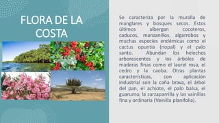 FLORA DE LA
COSTA
Se caracteriza por la muralla de
manglares y bosques secos. Estos
últimos albergan cocoteros,
caducos, manzanillos, algarrobos y
muchas especies endémicas como el
cactus opuntia (nopal) y el palo
santo. Abundan los helechos
arborescentes y los árboles de
maderas finas como el laurel rosa, el
cedro y la caoba. Otras plantas
características, con aplicación
industrial son la caña brava, el árbol
del pan, el achiote, el palo balsa, el
guarumo, la zarzaparrilla y las vainillas
fina y ordinaria (Vainilla planifolia).
 