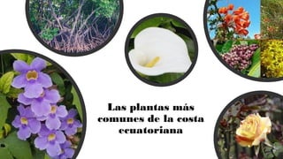 Las plantas más
comunes de la costa
ecuatoriana
 