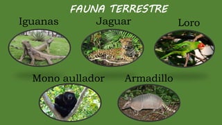 FAUNA TERRESTRE
Iguanas Loro
Jaguar
Armadillo
Mono aullador
 